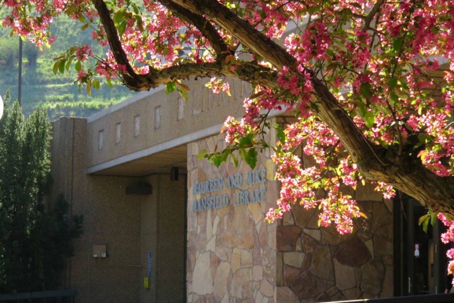 blooming tree outside mansfield library