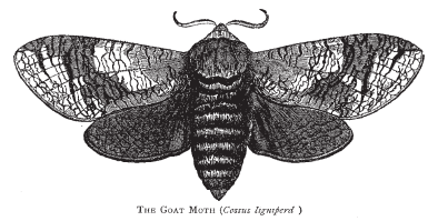 black and white etching of goat moth from first issue of Nature in 1869